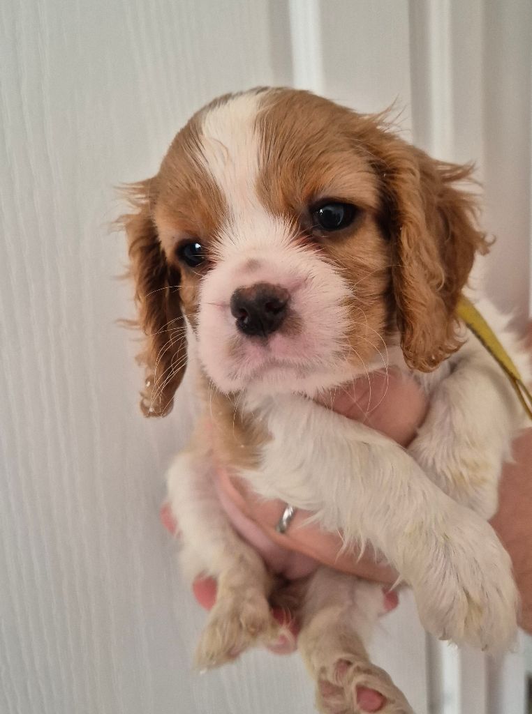 chiot Cavalier King Charles Spaniel Du Domaine Des Kings