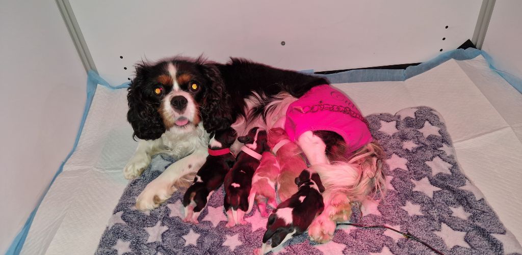 Du Domaine Des Kings - Cavalier King Charles Spaniel - Portée née le 17/10/2022